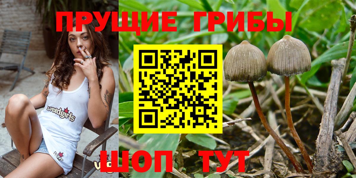 где купить наркоту  Галлюциногенные грибы Psilocybe  Вход с VPN  Киреевск 